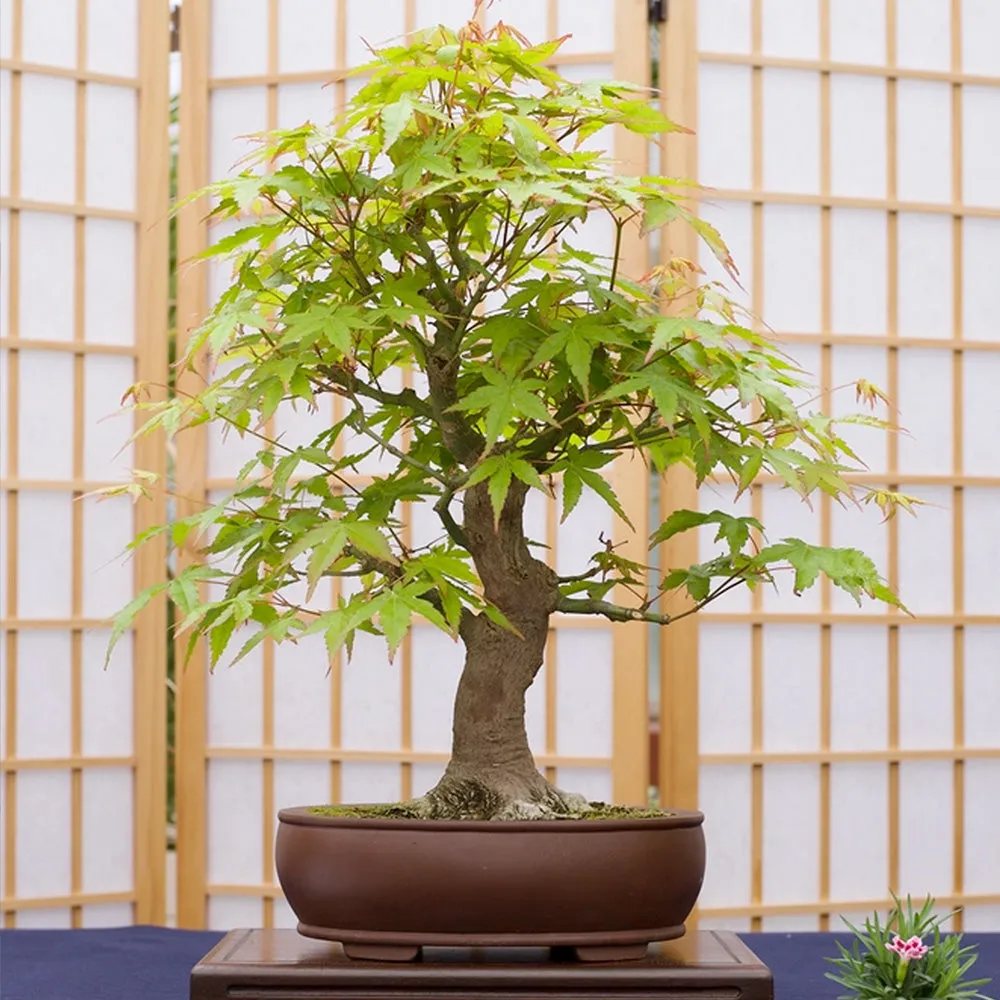 Bonsai Kit | Japanese Maple