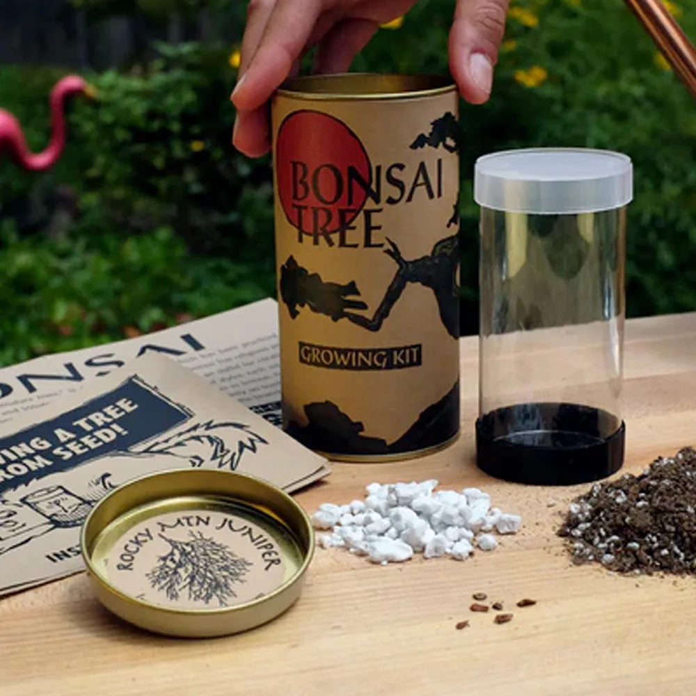 Bonsai Kit | Japanese Maple