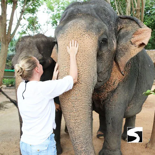 *Half Day Activity Koh Samui Elephant Home Animal Shelter