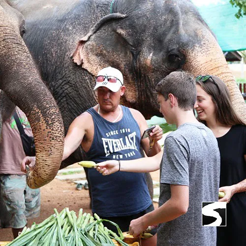Last Minute Shore Excursion - Elephant Camp Animal Shelter Koh Samui