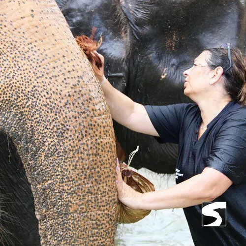 Last Minute Shore Excursion - Elephant Camp Animal Shelter Koh Samui