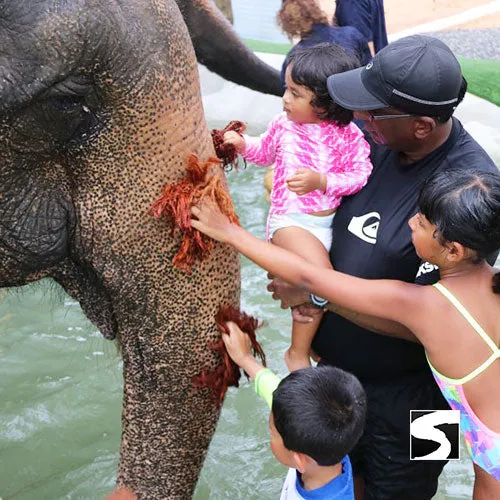 Last Minute Shore Excursion - Elephant Camp Animal Shelter Koh Samui