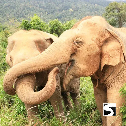Last Minute Shore Excursion - Elephant Camp Animal Shelter Koh Samui