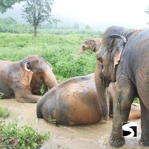 Last Minute Shore Excursion - Elephant Camp Animal Shelter Koh Samui