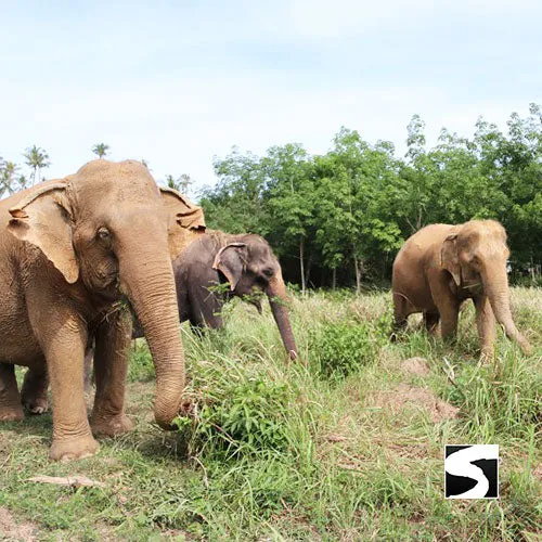 Last Minute Shore Excursion - Elephant Camp Animal Shelter Koh Samui