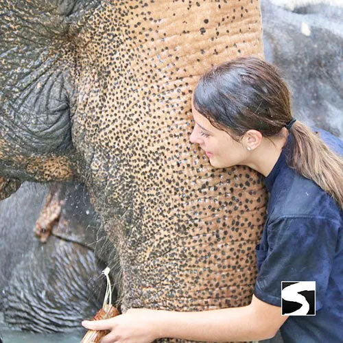Last Minute Shore Excursion - Elephant Camp Animal Shelter Koh Samui