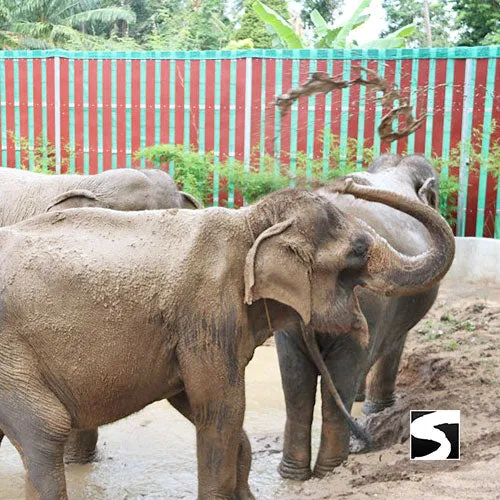 Last Minute Shore Excursion - Elephant Camp Animal Shelter Koh Samui