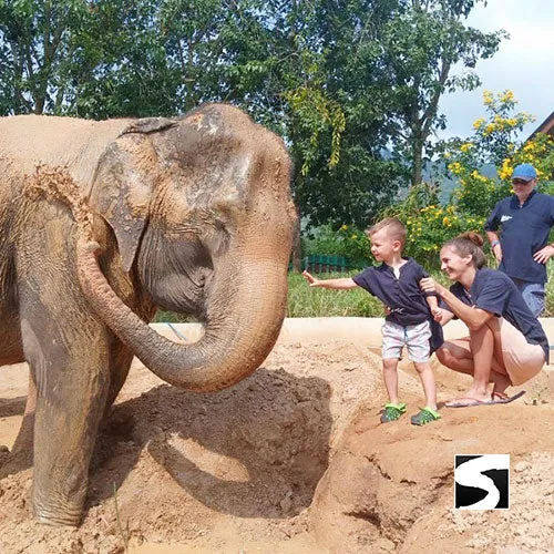 Last Minute Shore Excursion - Elephant Camp Animal Shelter Koh Samui