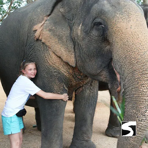 Last Minute Shore Excursion - Elephant Camp Animal Shelter Koh Samui