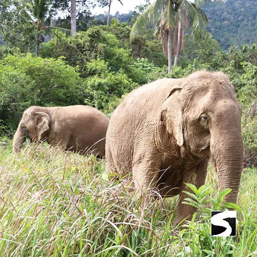Last Minute Shore Excursion - Elephant Camp Animal Shelter Koh Samui