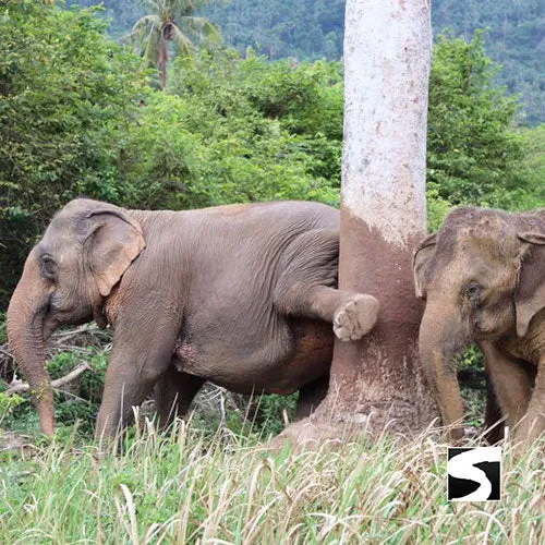 Last Minute Shore Excursion - Elephant Camp Animal Shelter Koh Samui