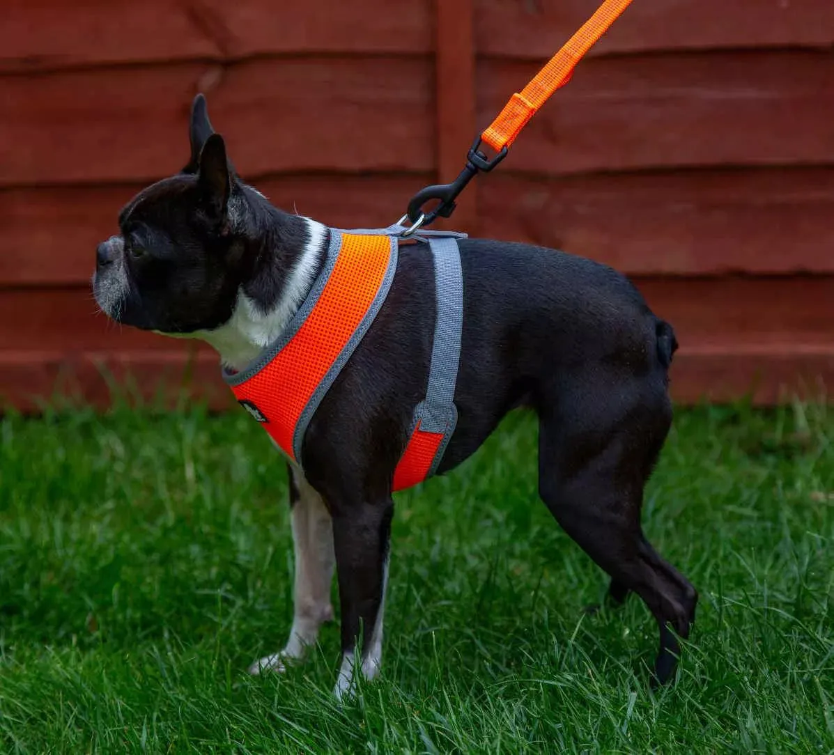 Small Dog Harness | UK Shipped | Vest