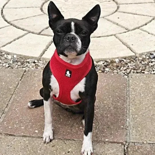 Small Dog Harness | UK Shipped | Vest
