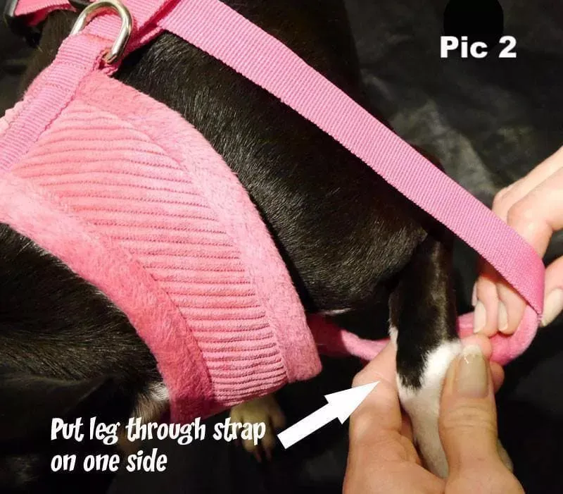 Small Dog Harness | UK Shipped | Vest